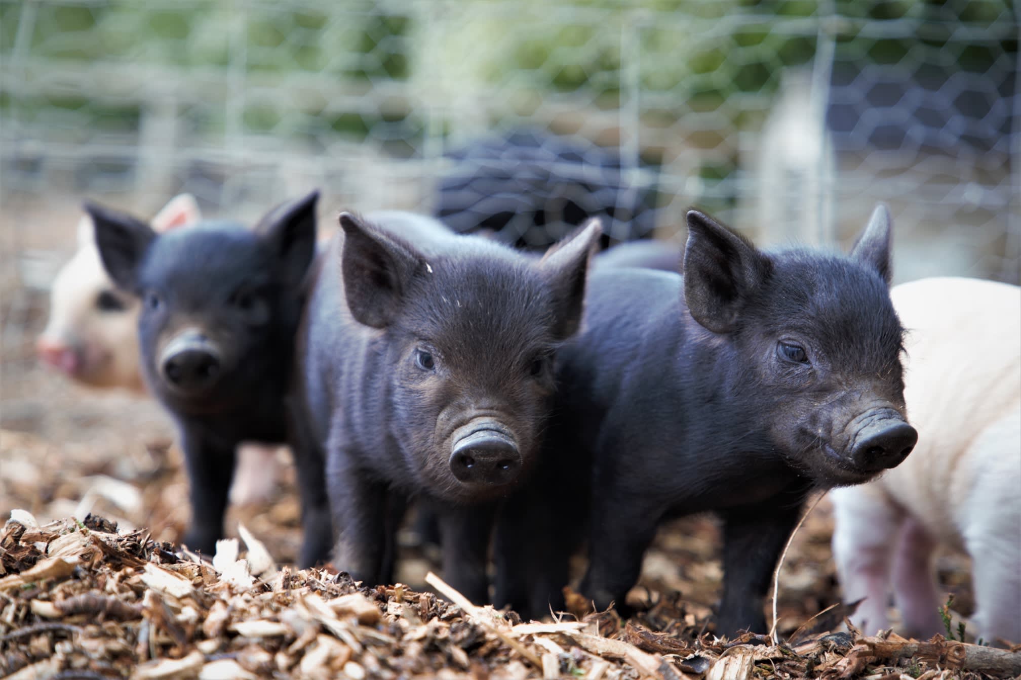 Images Kew Little Pigs