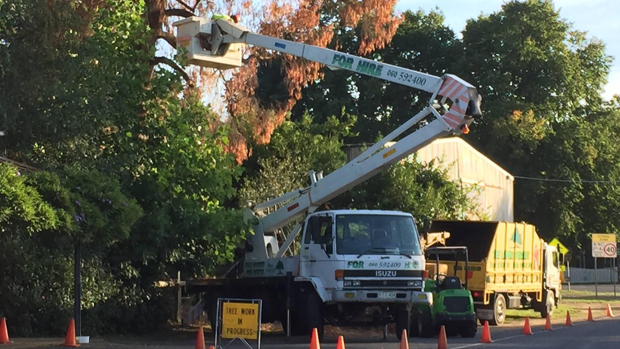 Curtis Tree Lopping Specialists West Wodonga 0409 390 706