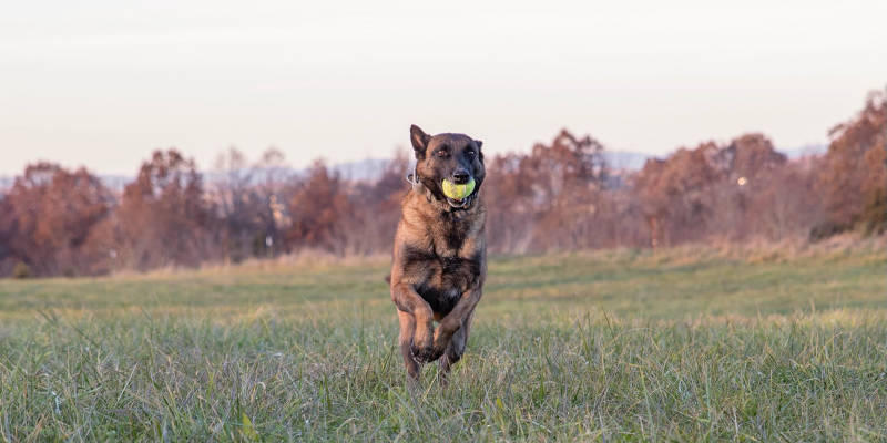 Give your dog a bigger purpose through K9 training.