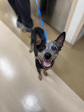 Images VCA West Los Angeles Animal Hospital