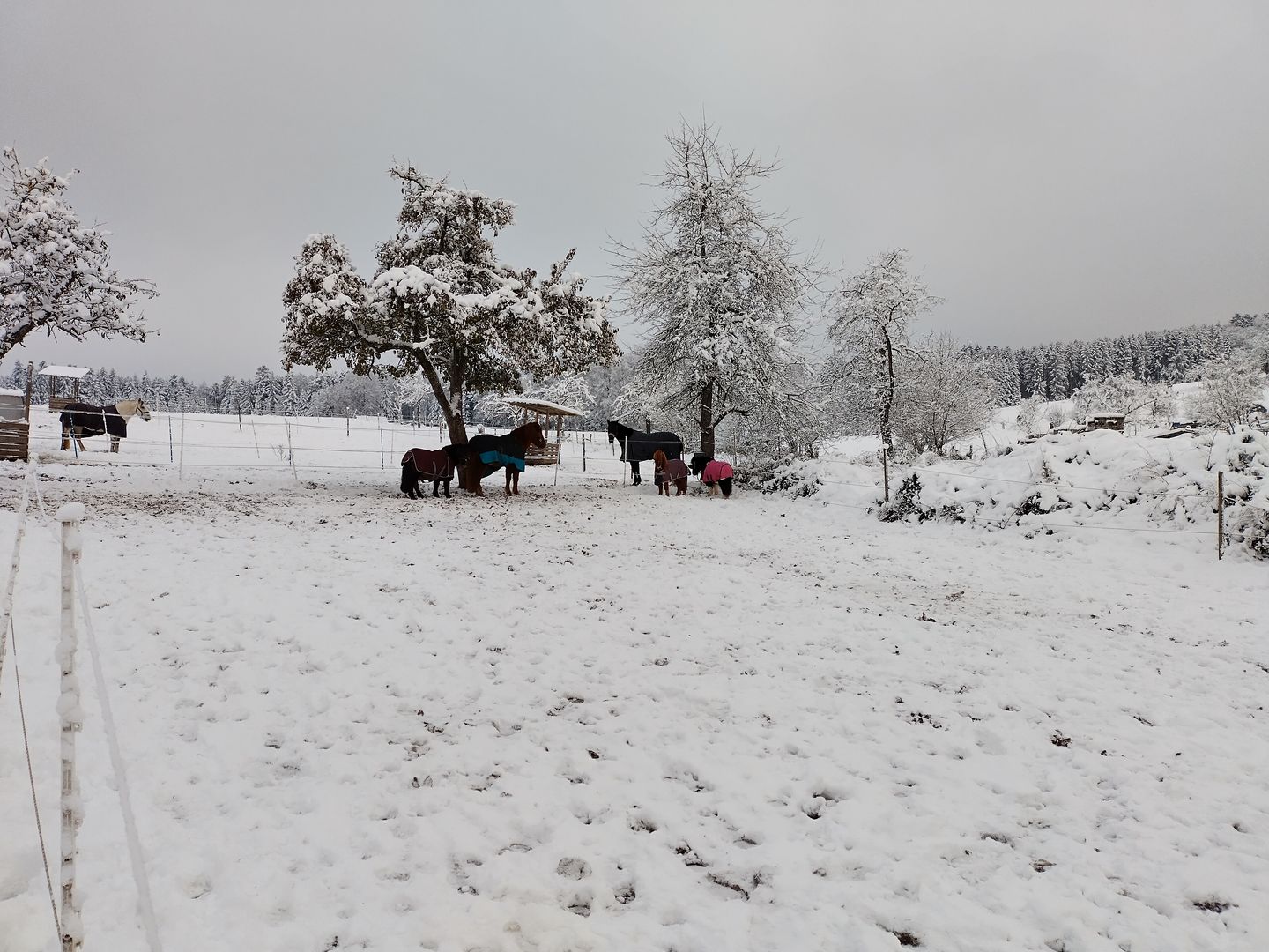 Reitanlage Weltenschwann, Rötelbachstr. 59-61 in Calw