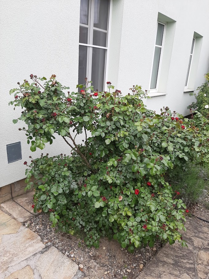 Mag. Ulrike Anzenberger-Wohlfarter. Ihre Psychotherapeutin in 1220 Wien nahe der U1 und in Wördern!, Goldemundweg 8/9 in Wien