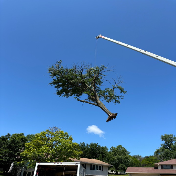 Images Central MN Tree Service