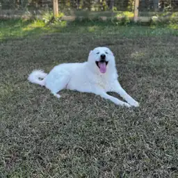 Sniffspot Yolistone Image