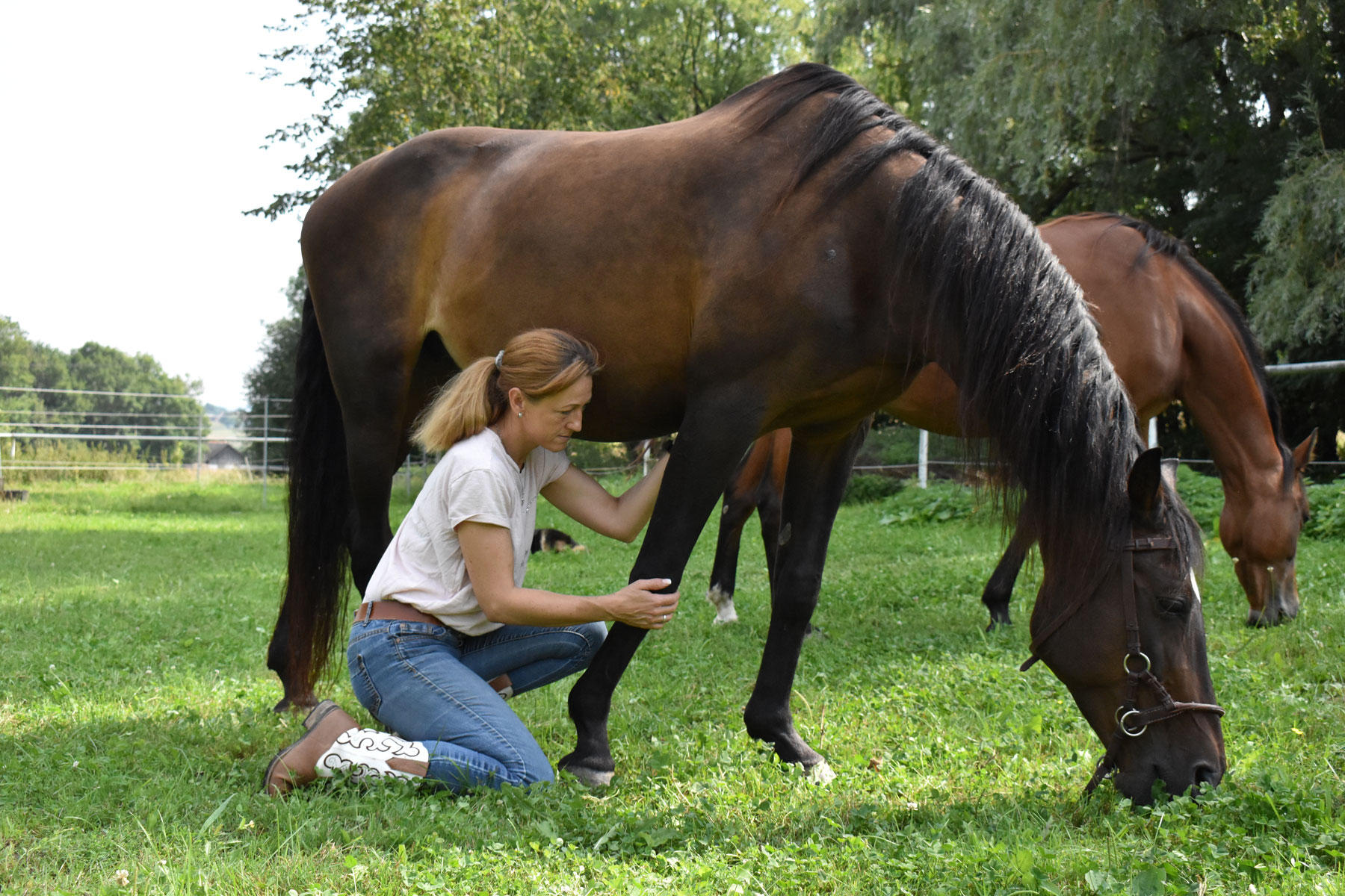 Inropharm vet. pharm. Produkte GmbH & Co. KG, Aspertsham 70 in Fürstenzell