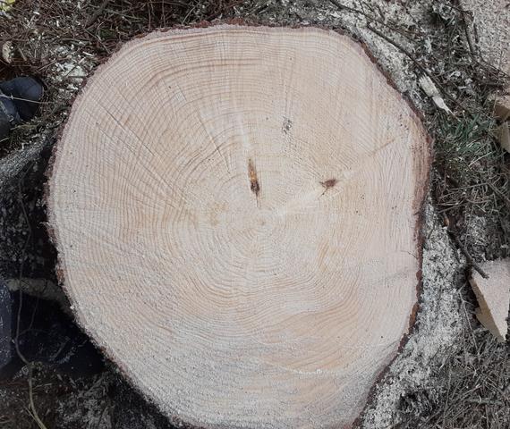 Images Skogspraktikern