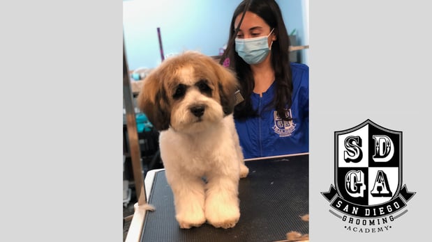 Images San Diego Grooming Academy
