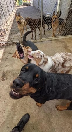 Images All Aboard Dog Daycare & Boarding