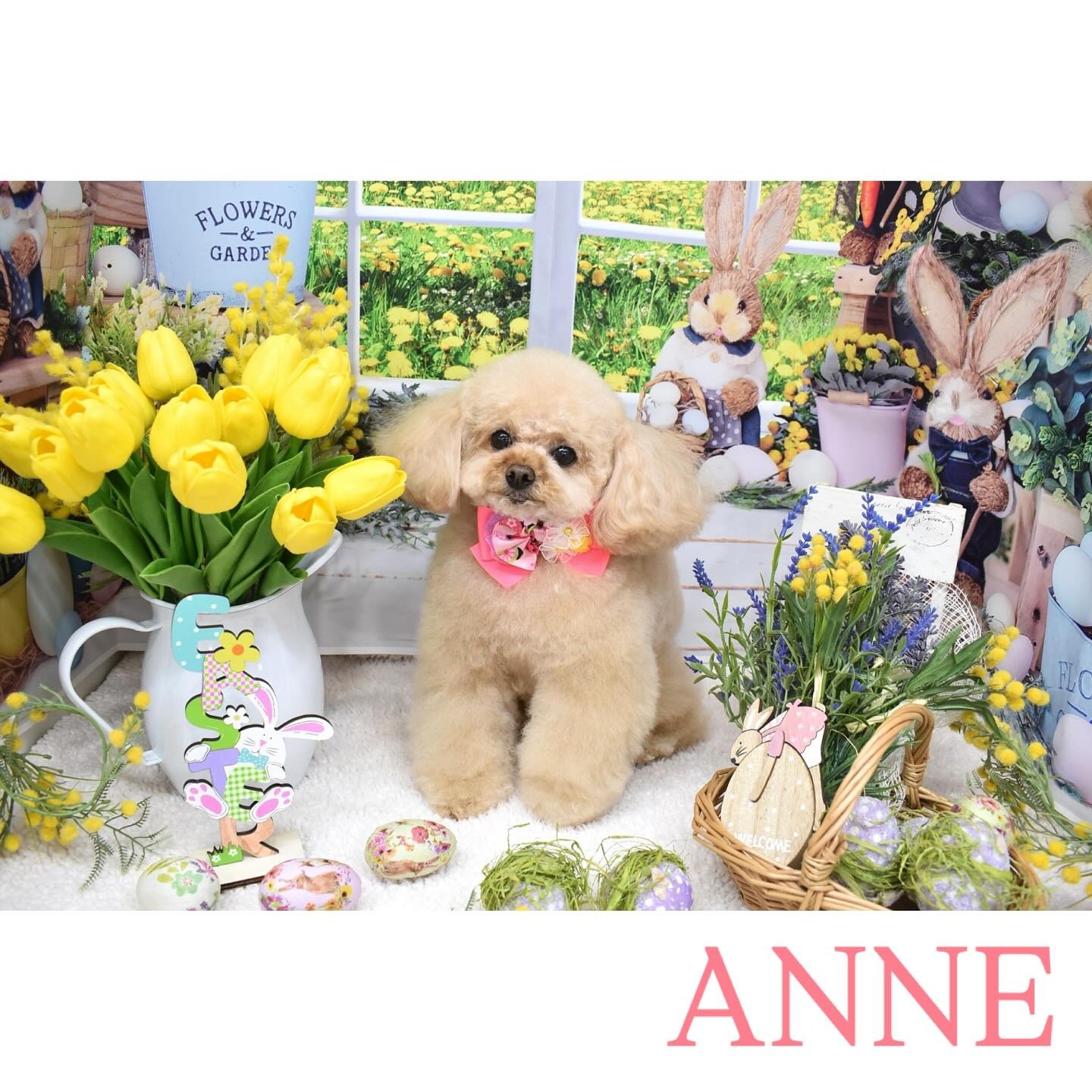 Images わんわんスタイルANNE