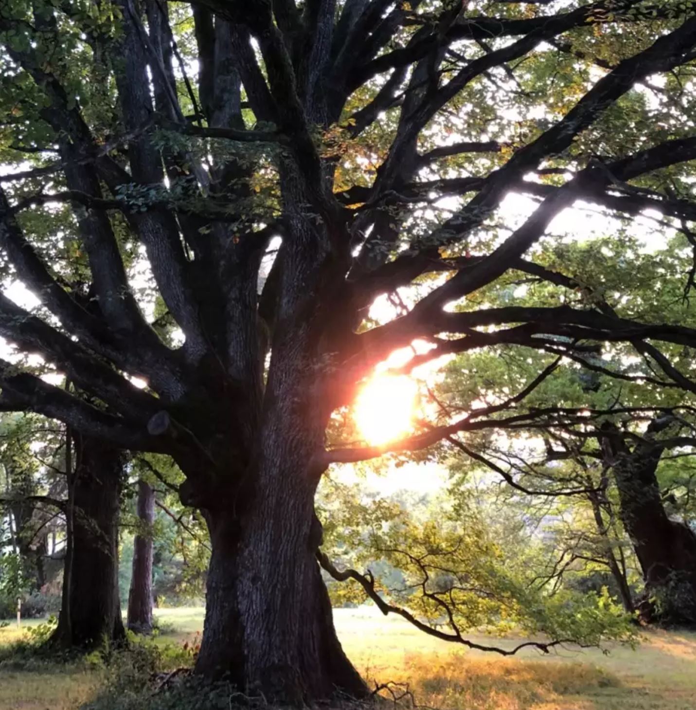 ihrbaum.ch, Tobelstrasse 21 in Hinwil