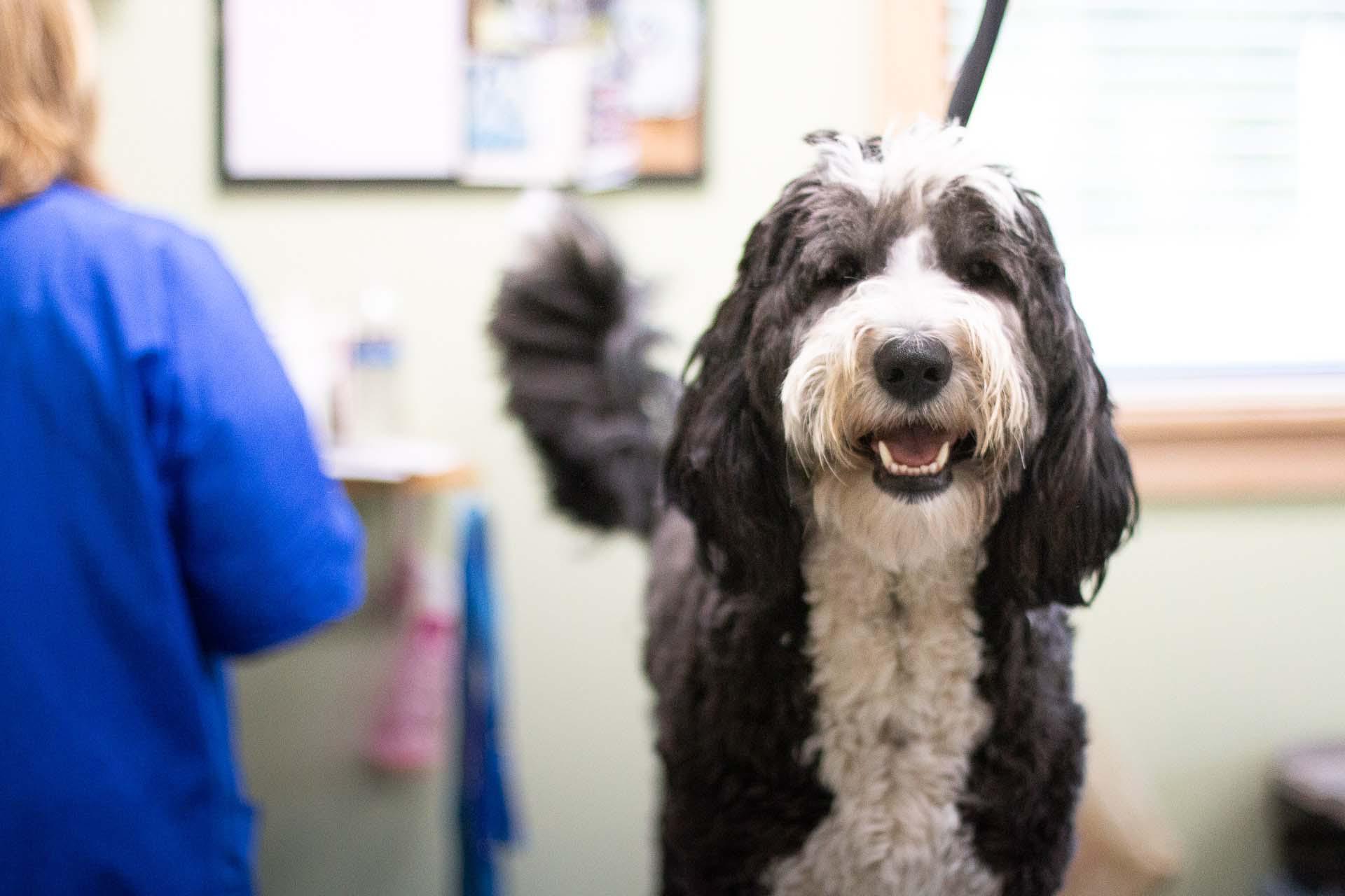 This adorable pup is all smiles for his grooming appointment!