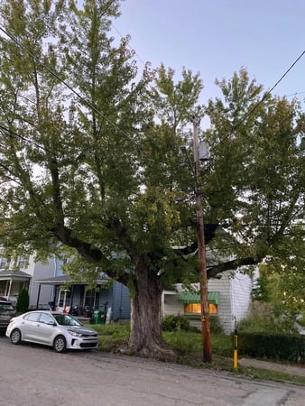 Images TreeSpire