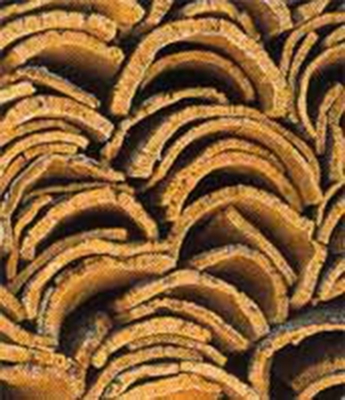 Bild 2 Kork-Store Potsdam in Potsdam