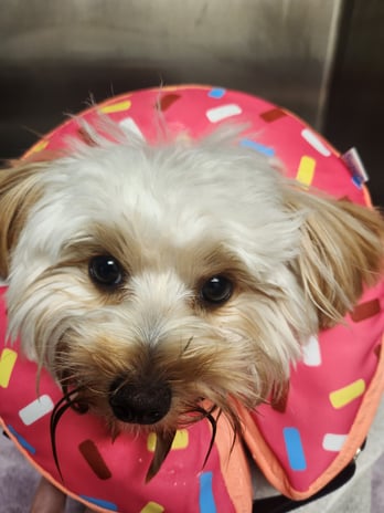Images VCA Morris Plains Animal Hospital