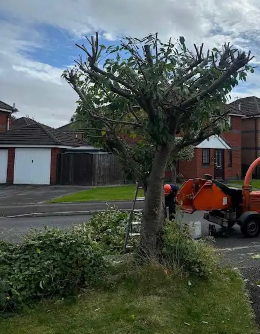 Images Tree Doctors & Landscaping