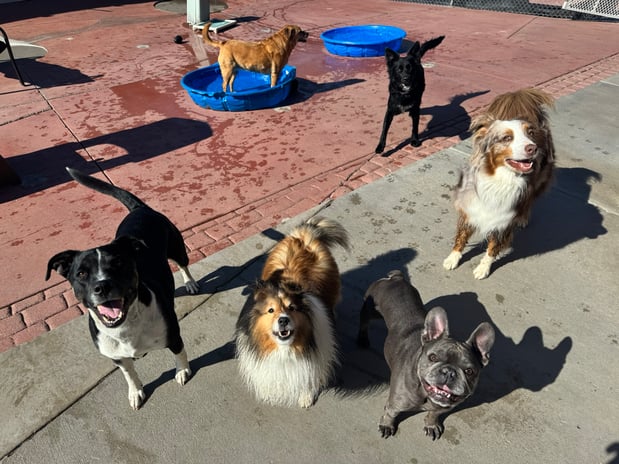 Images VCA Mountainview Animal Hospital & Pet Lodge