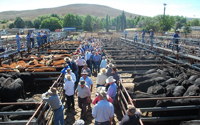 Images Monaro Livestock & Property Pty Ltd