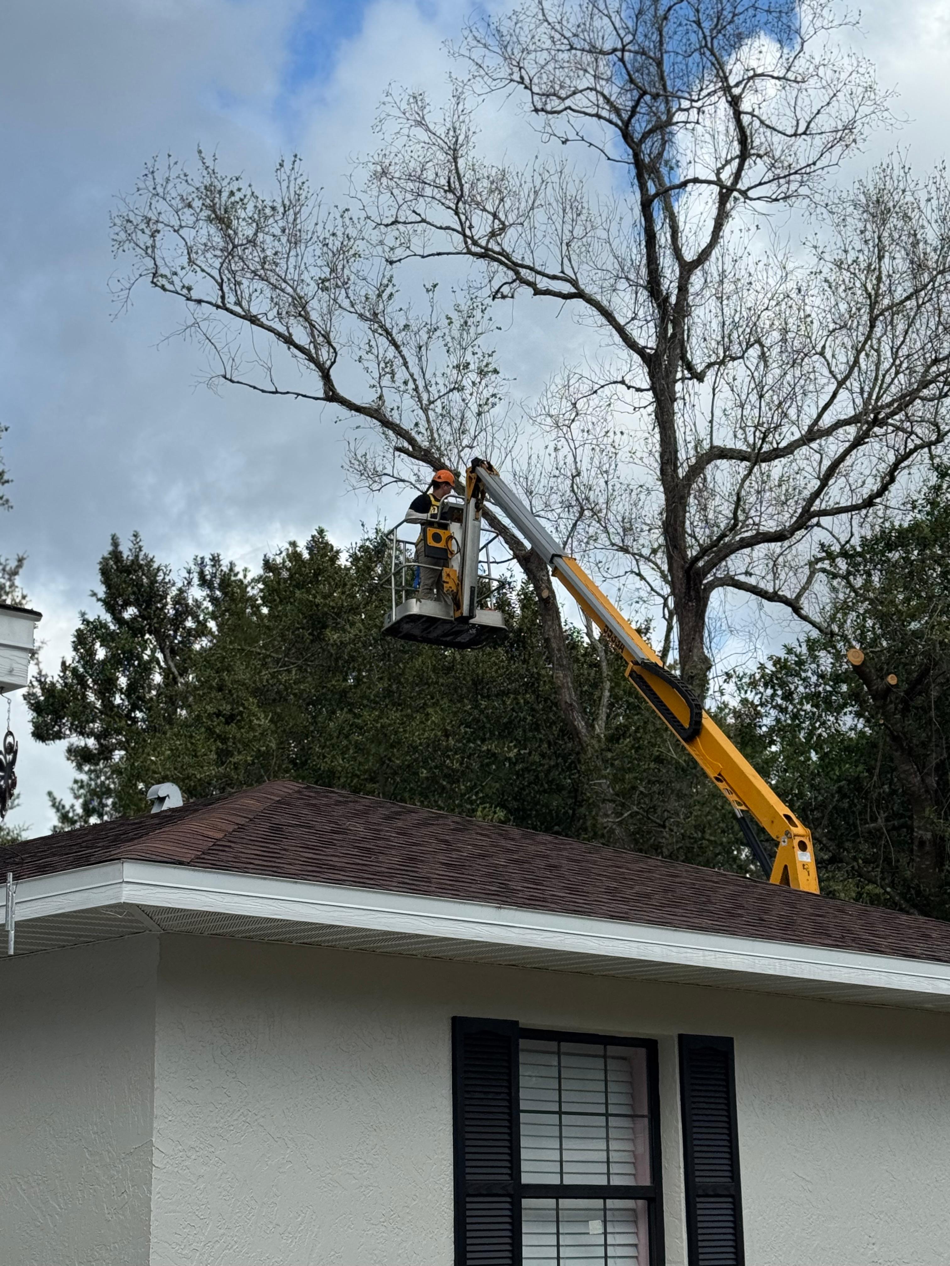 Boom Tree removal 