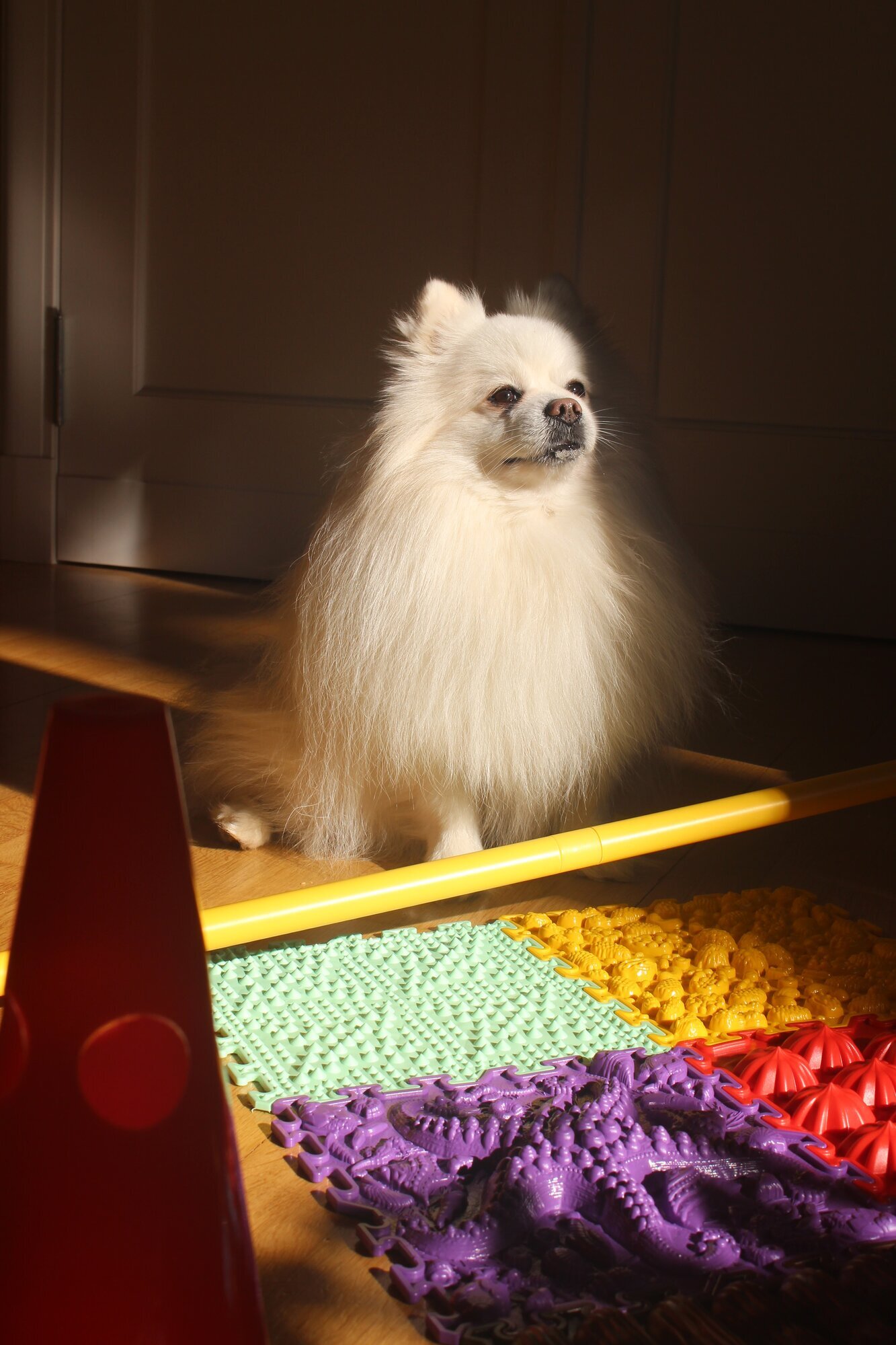 Tierphysio mit Franzi in Berlin