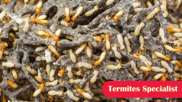 Images Port Phillip Pest Control