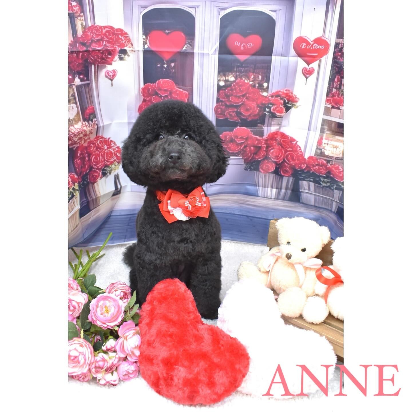 Images わんわんスタイルANNE