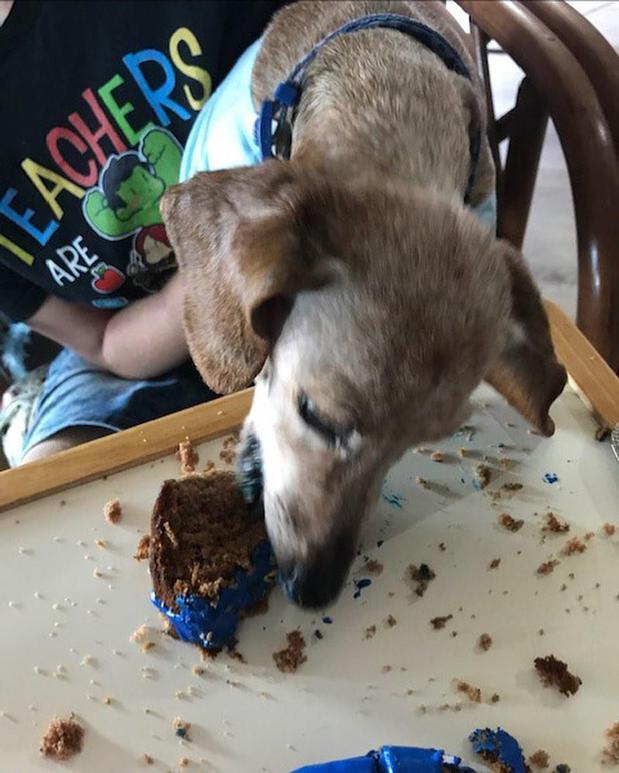 Images Woof Gang Bakery and Grooming Sugar Land