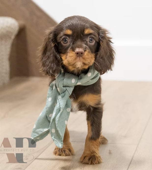 Images Adora Perfect Pups