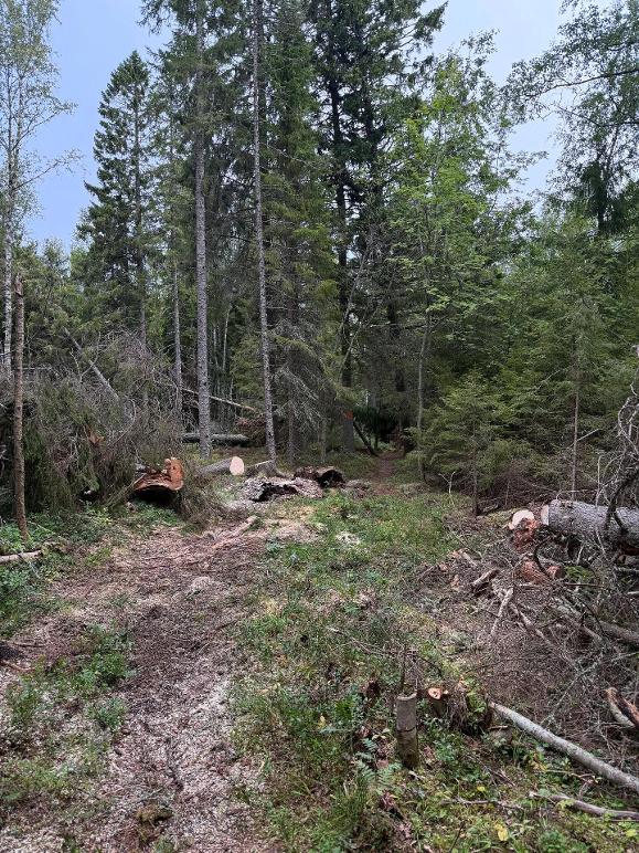 Images Umeå Trädservice