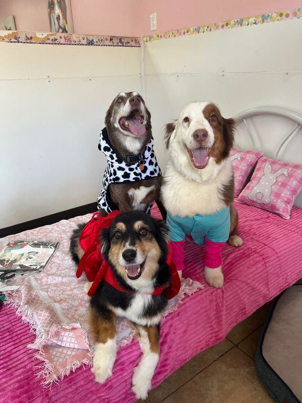 fido fido Dog Daycare & Boarding Image