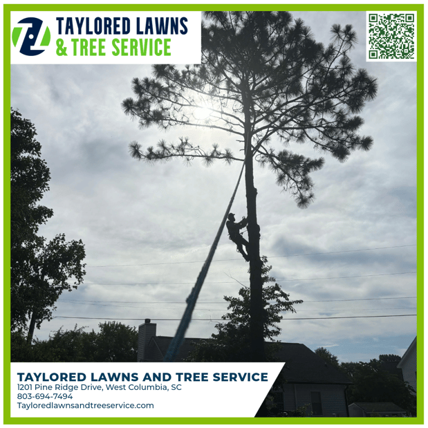 Images Taylored Lawns & Tree Service