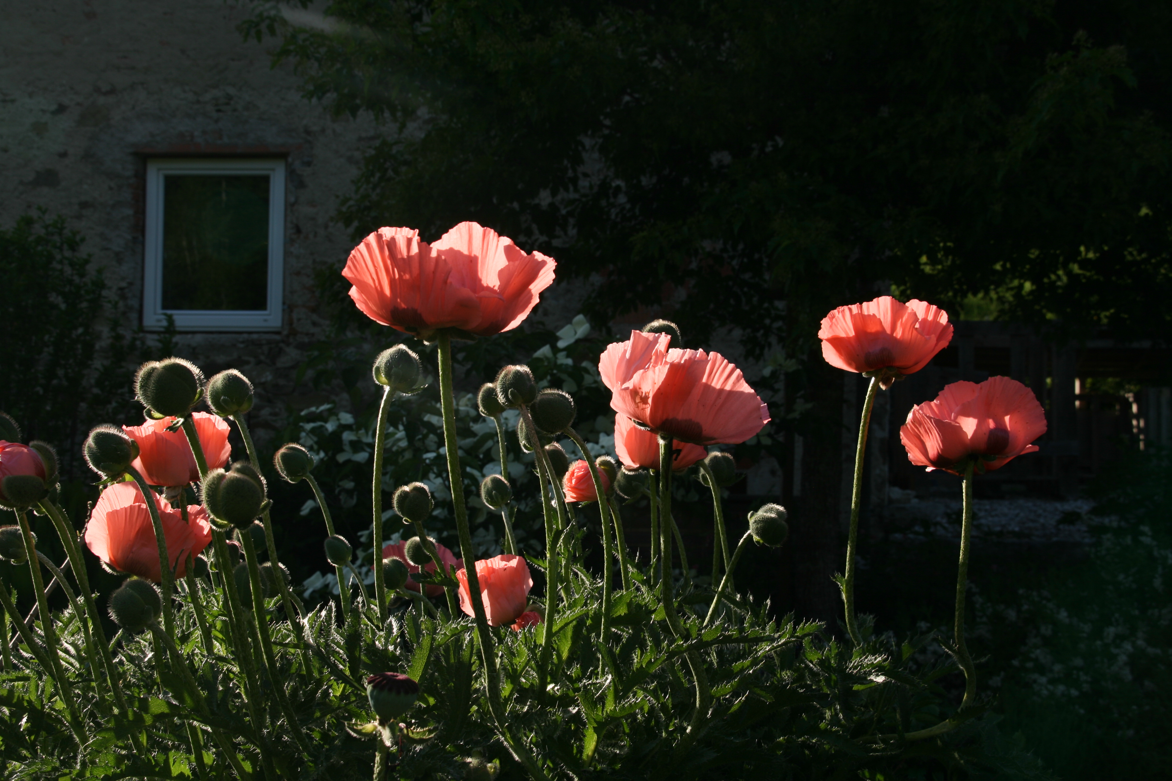 Bild 63 von Grün-Zone