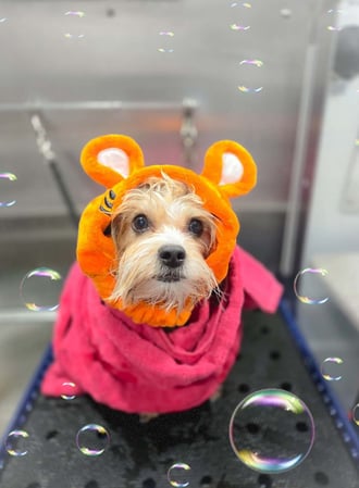 Images Kontota of NW Austin, TX