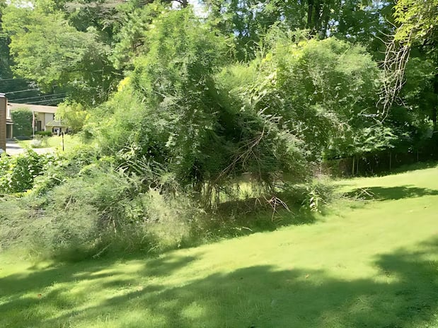 Images Whorley's Tree Service
