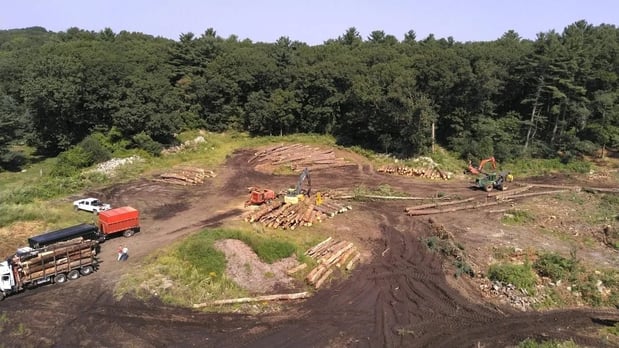 Images Canonica Tree Service