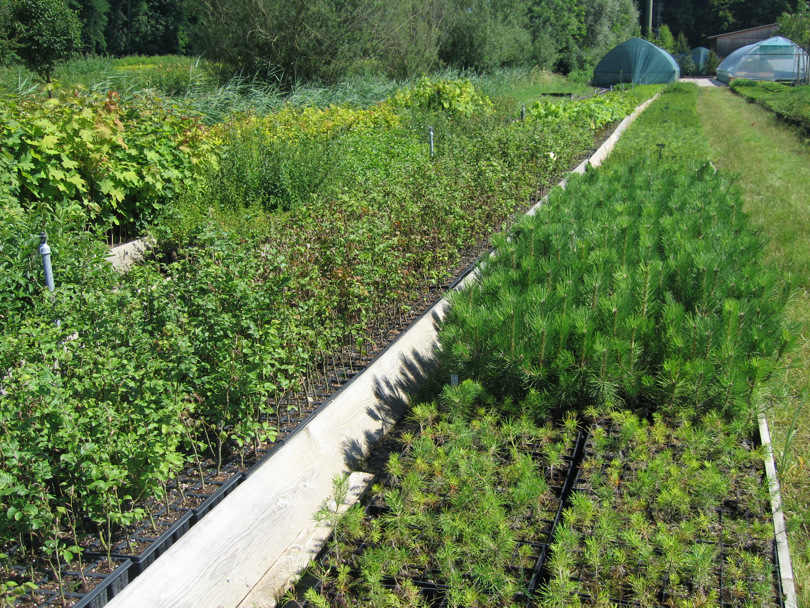 Emme Forstbaumschulen AG, Schachen 9 in Wiler b. Utzenstorf