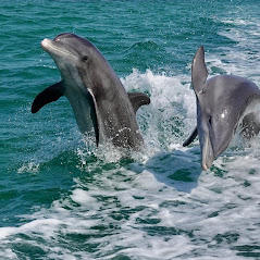 Images Passage Key Dolphin Tours