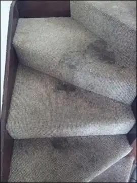 Professional Cleaning Services