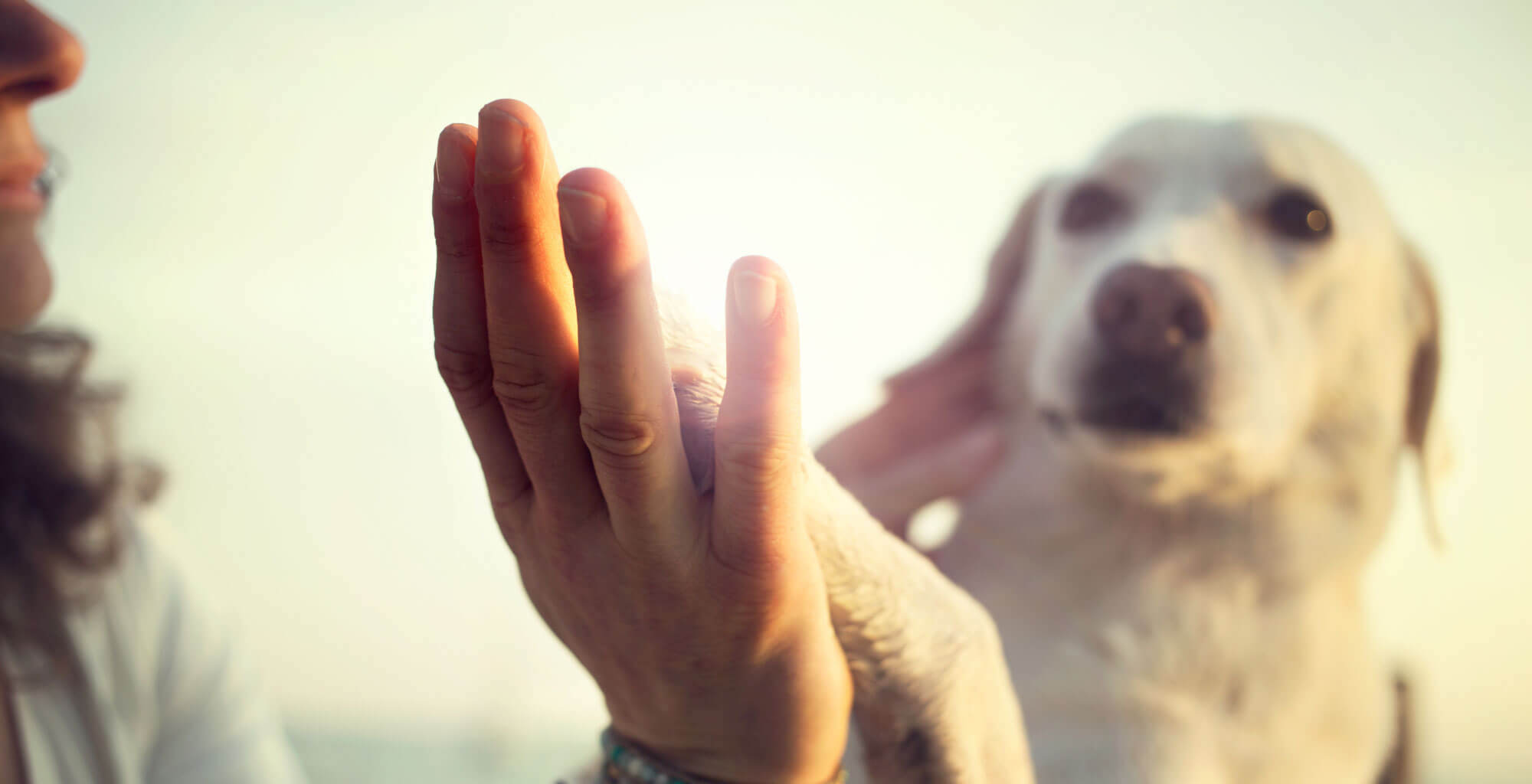 Tierarzt Verhaltenstherapie Hunde in Würzburg - Logo