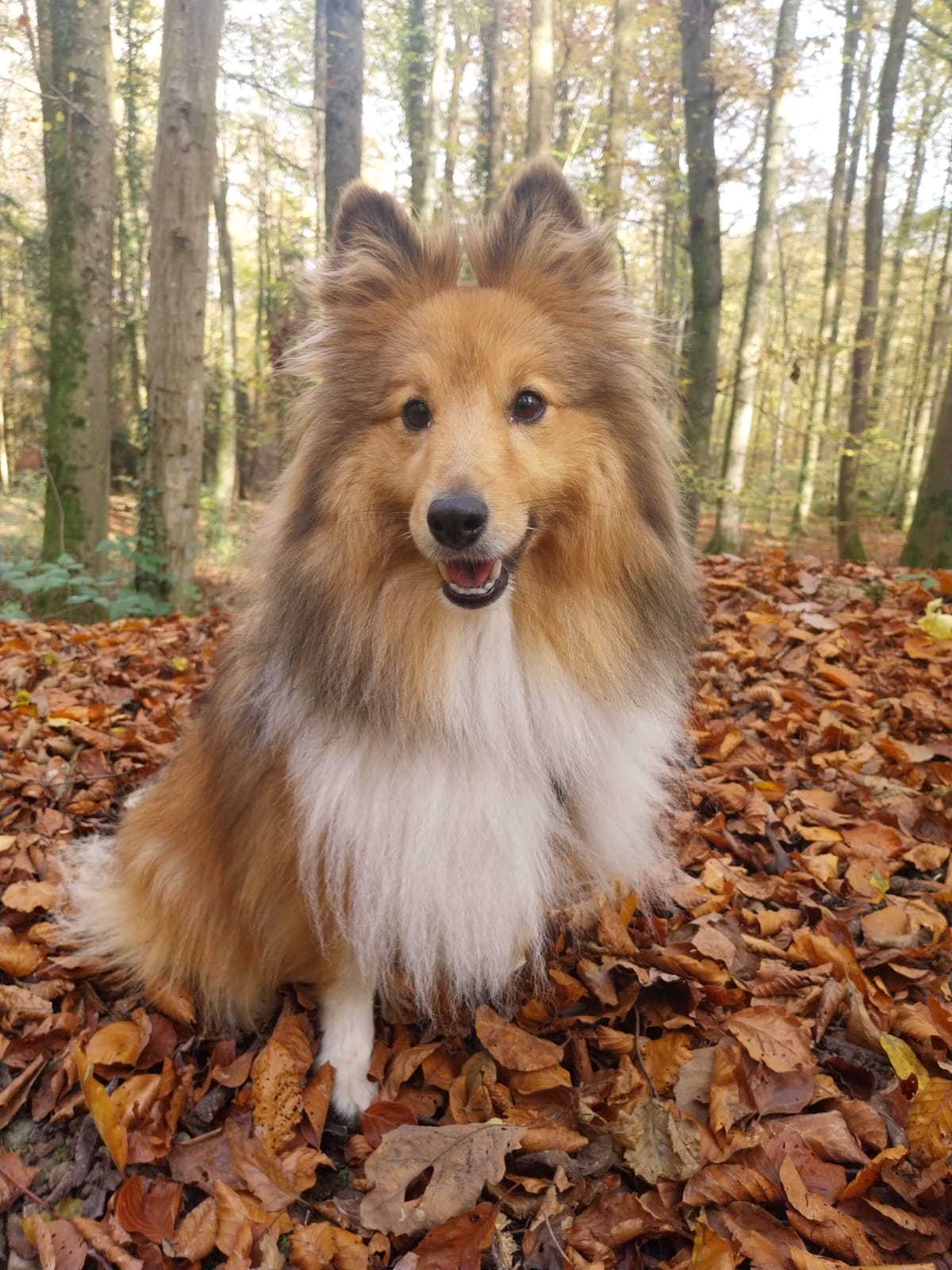Nadine Zitzer Pfotenteam, Grendelgasse 9 in Riehen