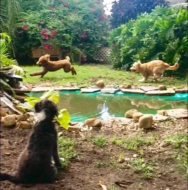 Dog Sitter