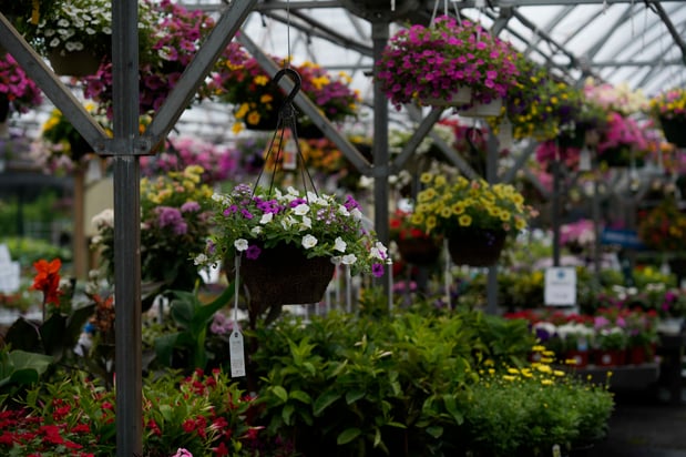 Images Mahoney's Garden Center