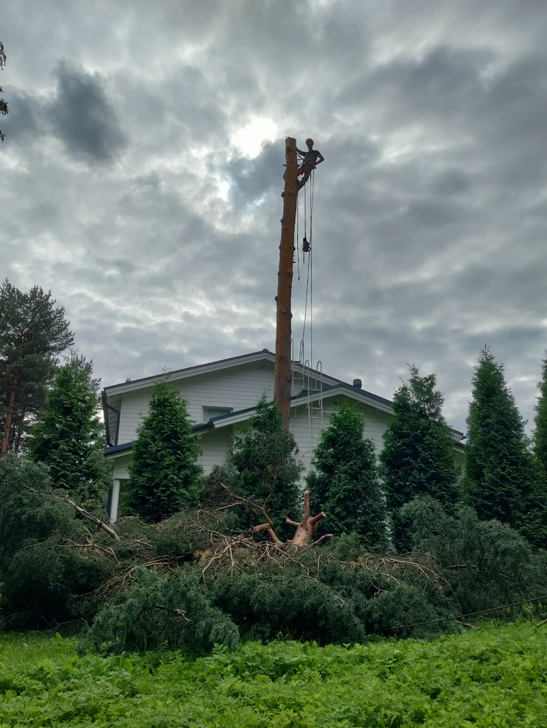 Images PuunKaato Kvist