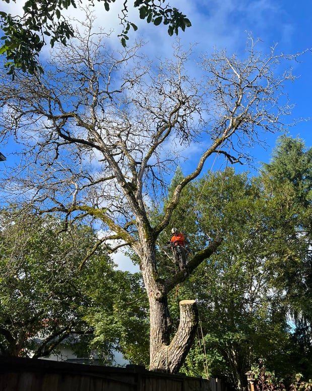 Images Alex's Quality Tree Service