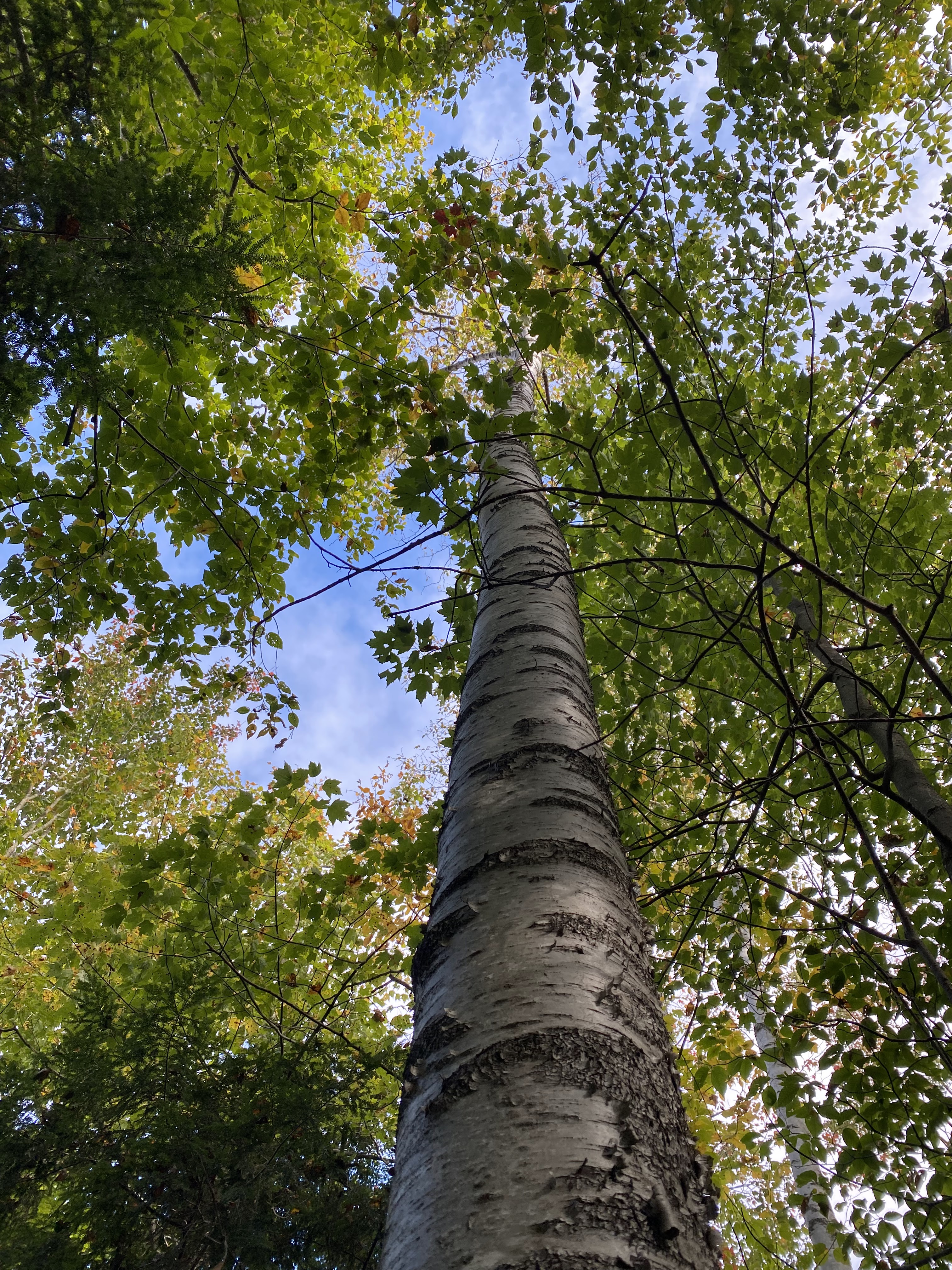 Images Altitude Abattage - Services d'arbres, Élagage, Émondage Eastman