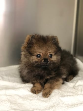 Images Melrose La Brea Animal Hospital