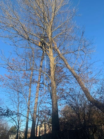 Images Green Holly Arborists