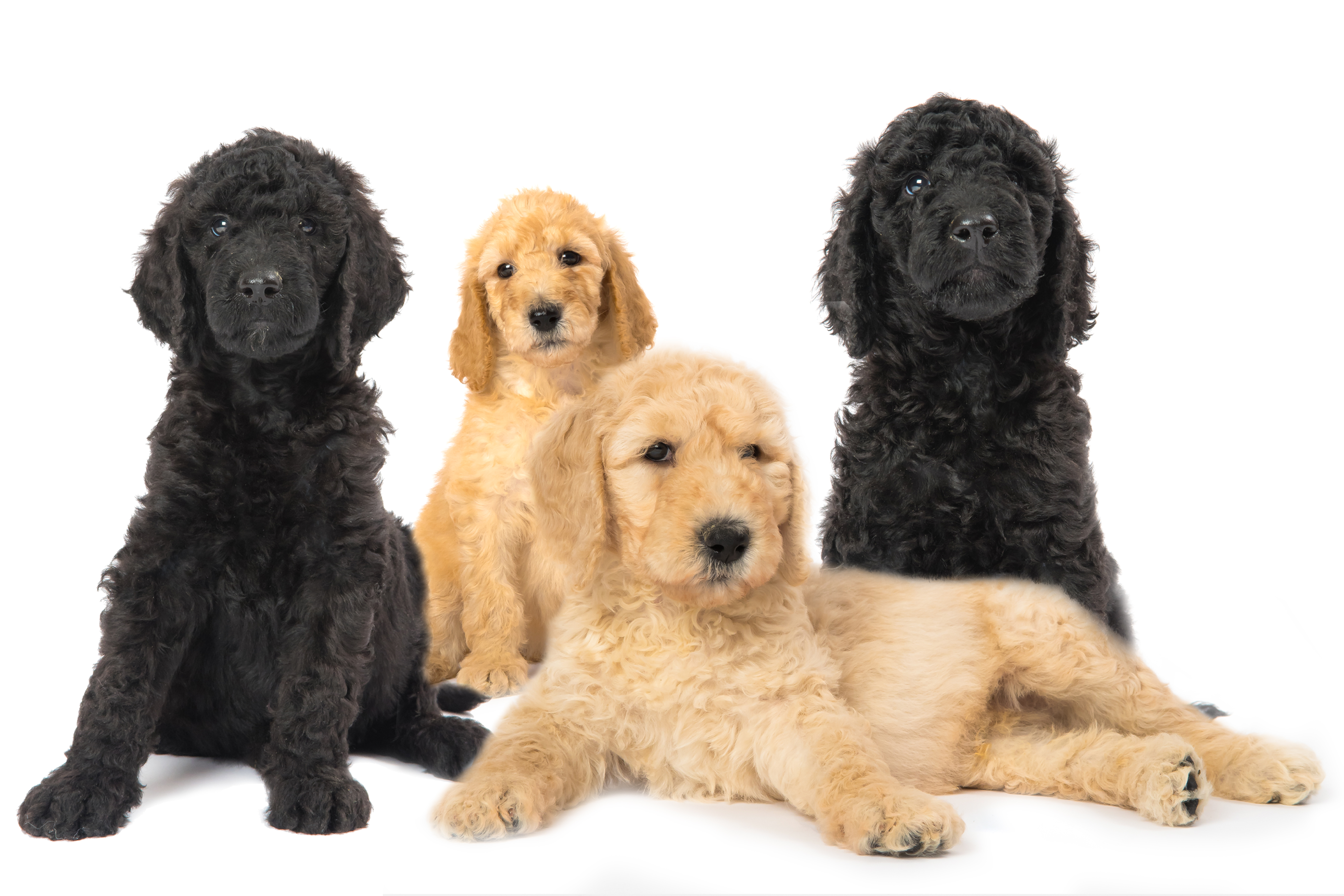 Bild 27 von DieHaustierSeite - Uschi Kasbauer