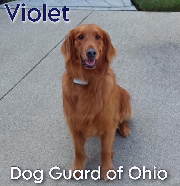 Images Dog Guard of Ohio