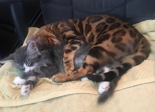 Images Melrose La Brea Animal Hospital