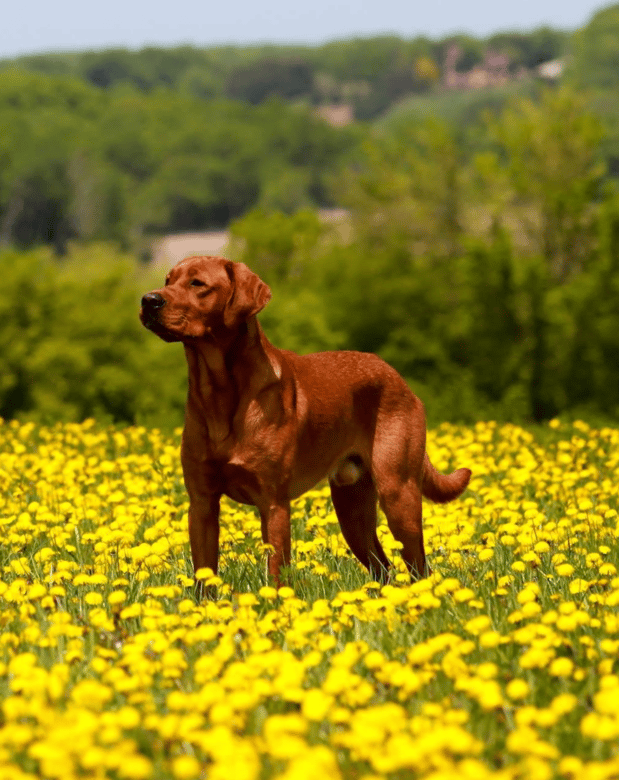 Images Quick Trigger Kennels